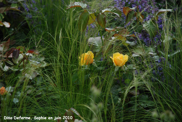 Stipa tenuissima et rosier jaune