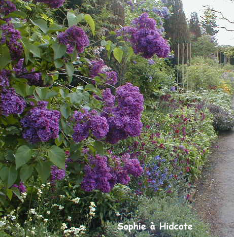 Hidcote: lilas