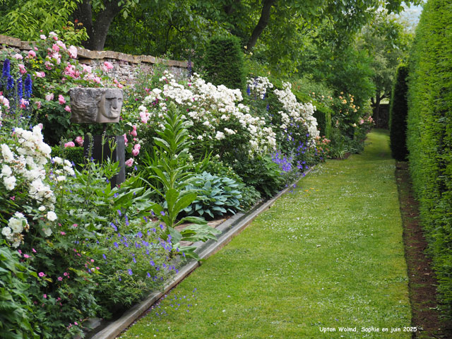massif blanc et rose à Upton Wold