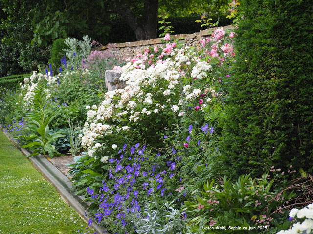 massif rose et blanc à Upton Wold