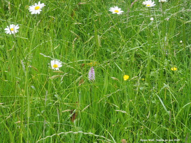 Dactylorhiza à Upton Wold