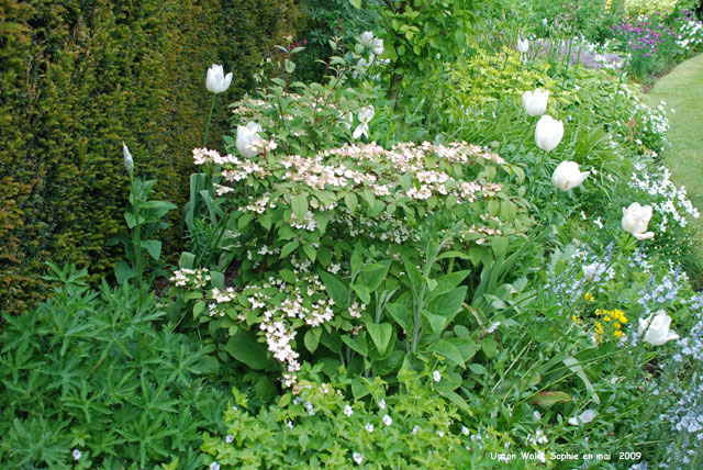 détail d'un massif blanc à Upton Wold