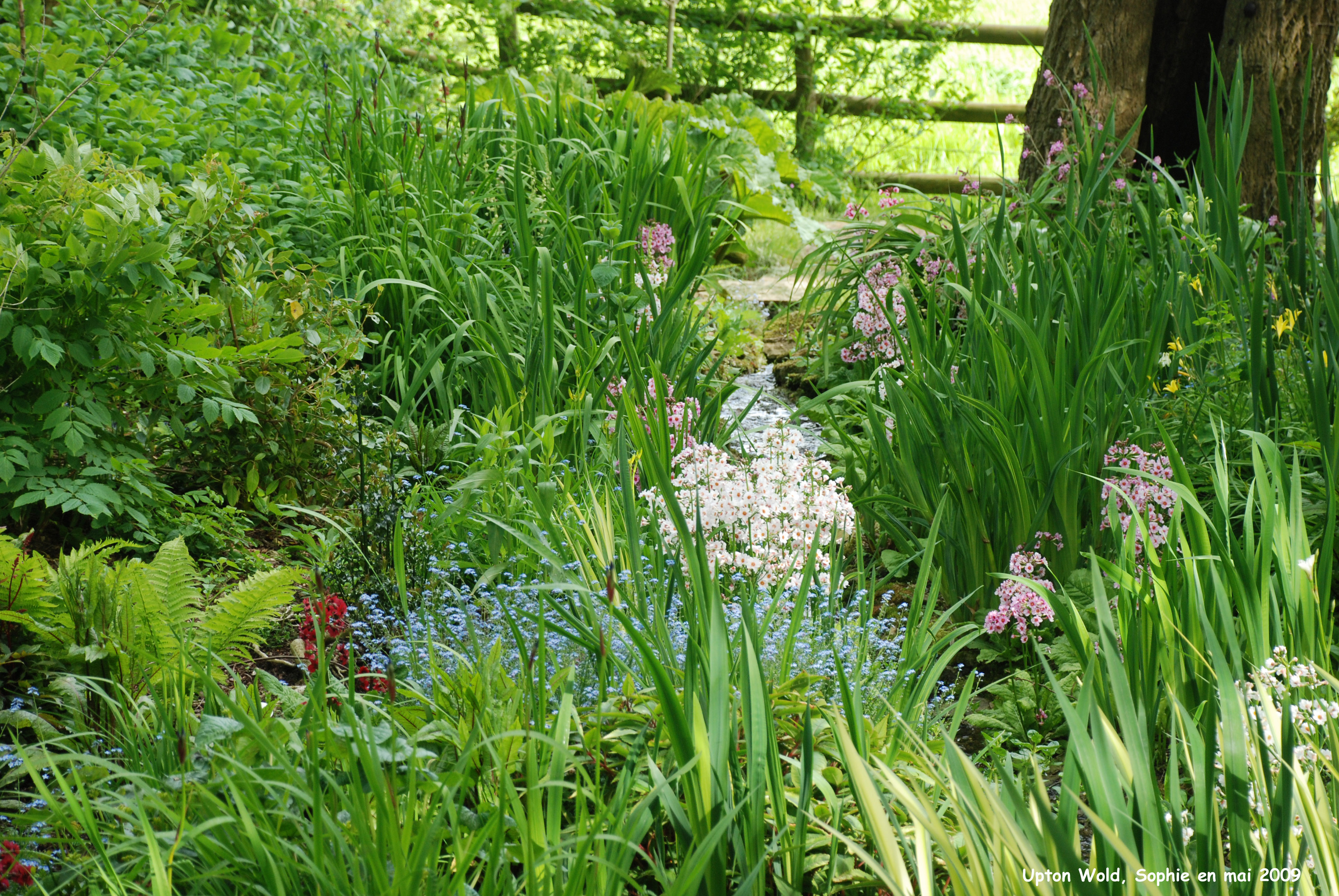 plantes rivulaires à Upton Wold