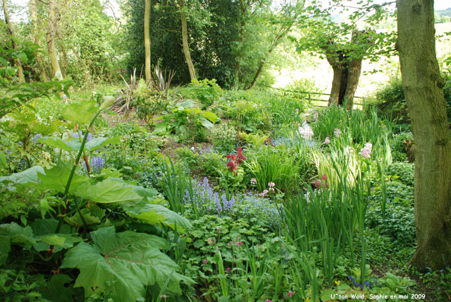 plantes rivulaires à Upton Wold