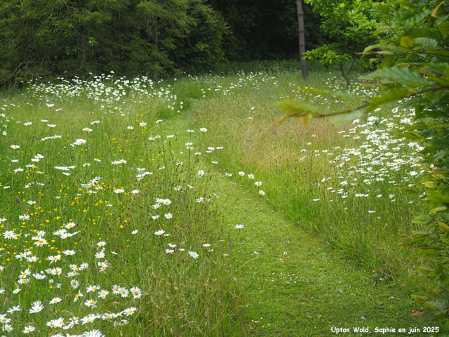 prairie aux marguerites à Upton Wold
