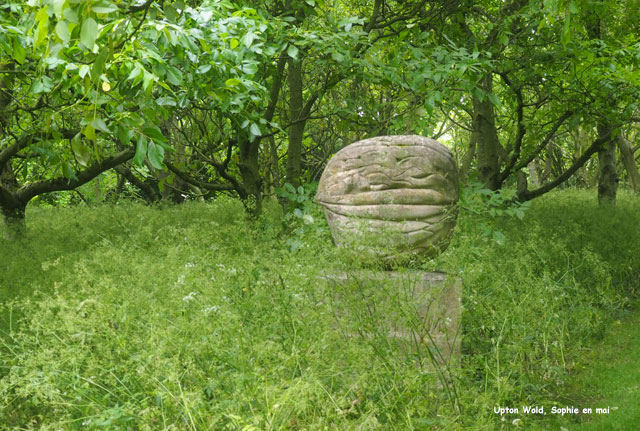 La collection de Juglans à Upton Wold