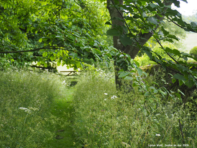 prairie fleurie à Upton Wold