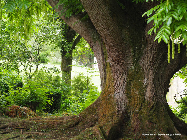 Pterocarya faxinifolia à Upton Wold