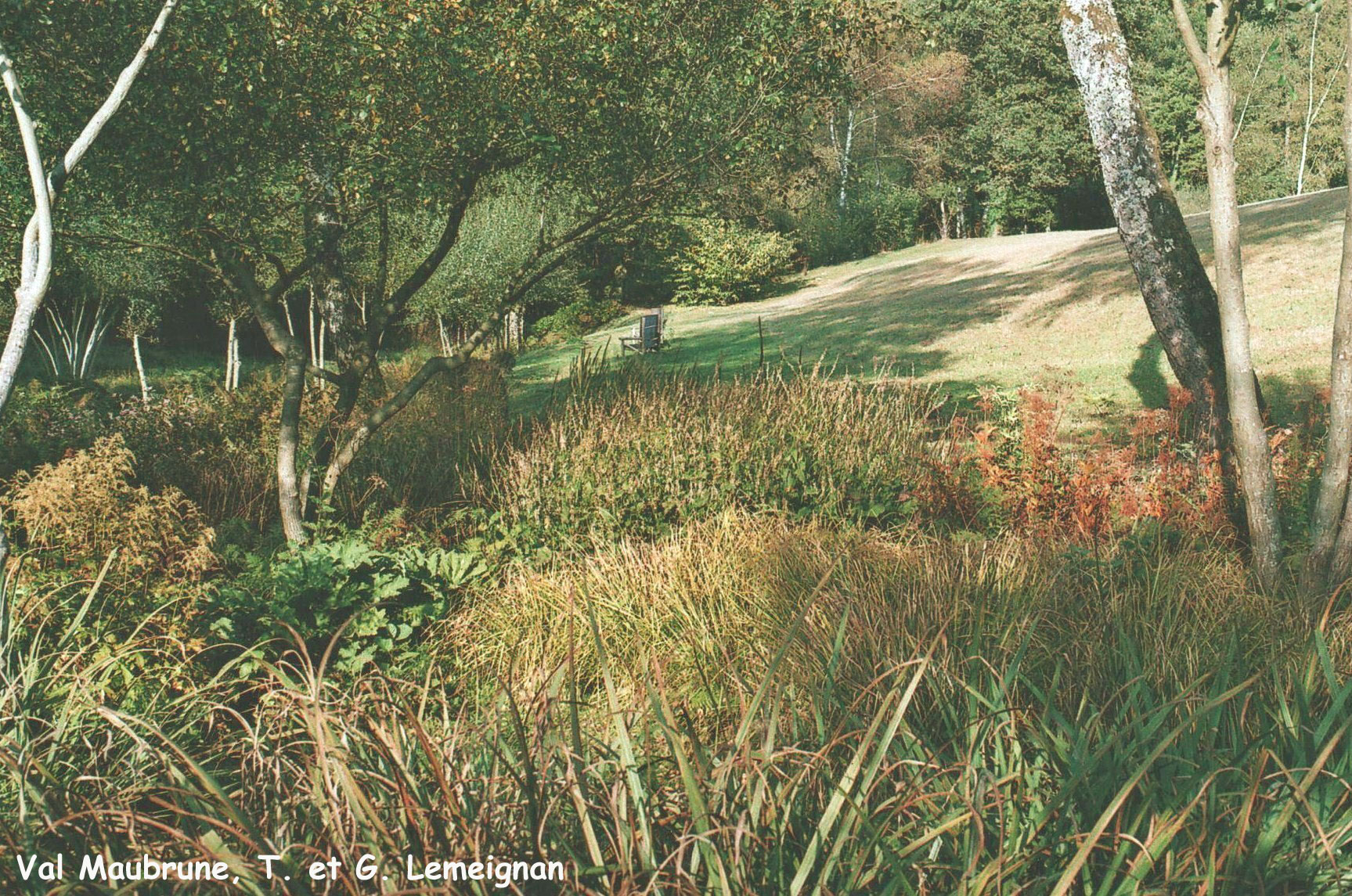 Val Maubrune: les saules