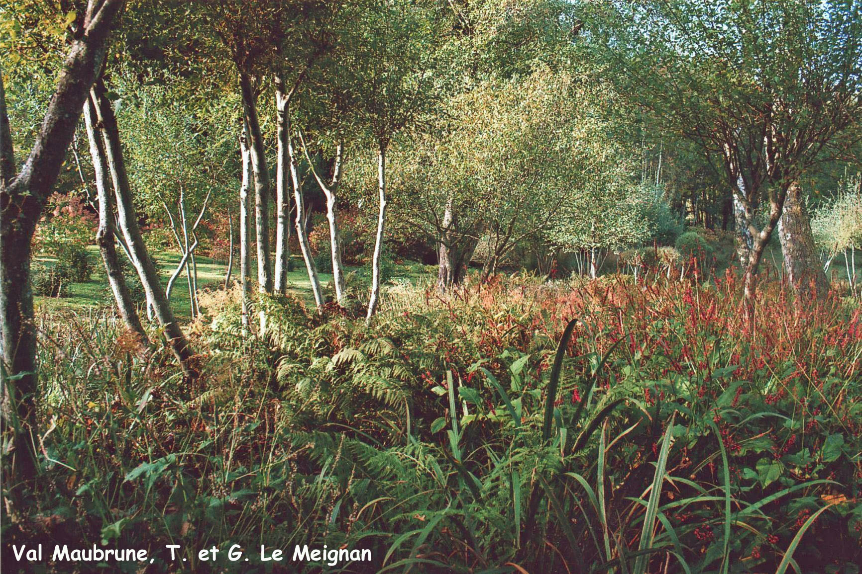 Val Maubrune: les saules