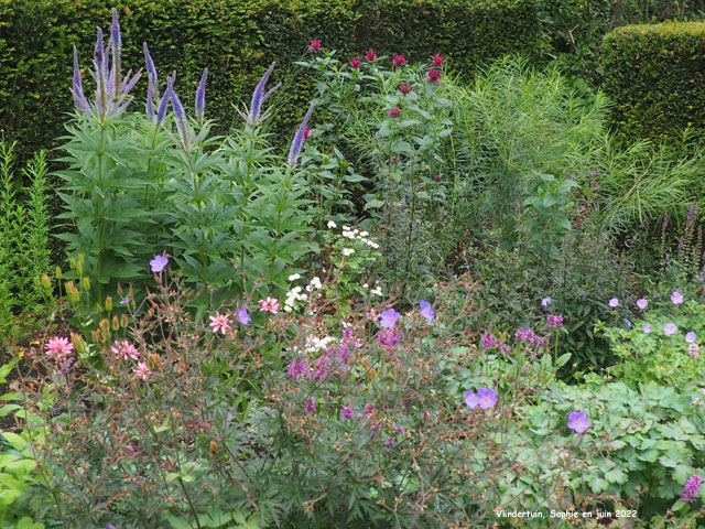 Haies à l'entrée Vlindertuinmassif bleuté à Vlindertuin