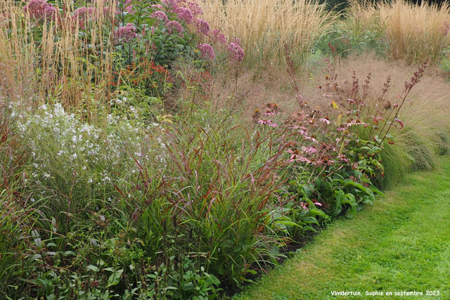 Echinacea et Eupatorium