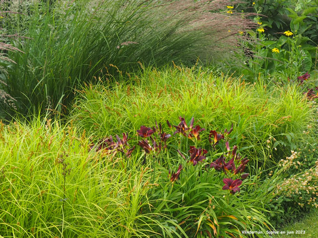 Hemerocallis 'American Revolution'