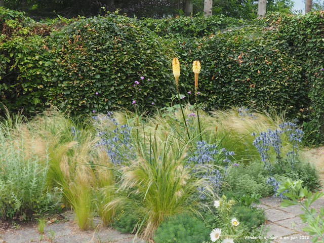 Eryngium et Kniphofia