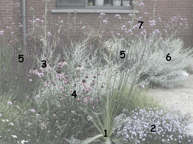patron du jardin sec