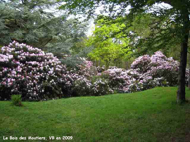 Le Bois des Moutiers: rhododendrons