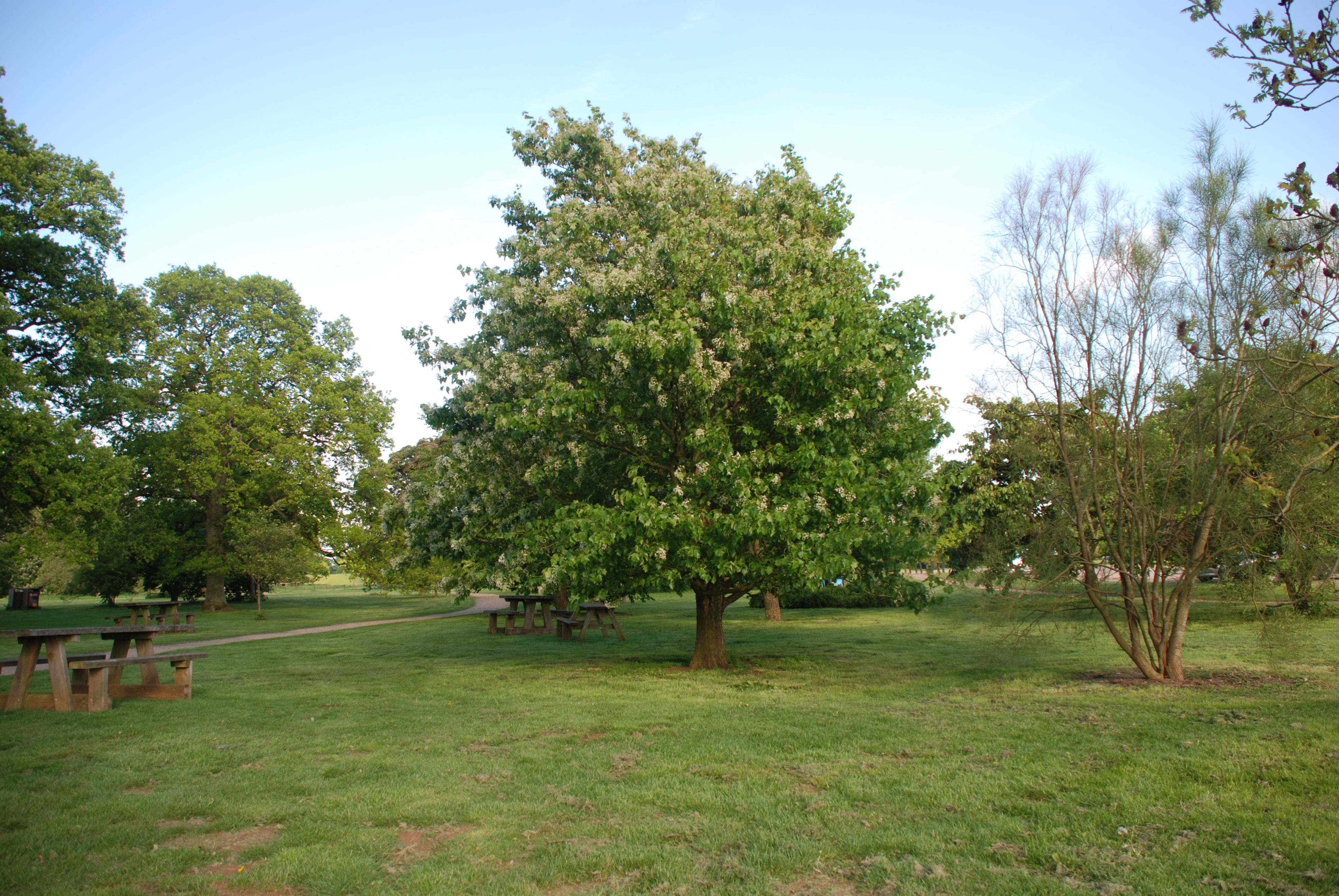 Westonbirt arboretum