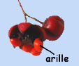 arille