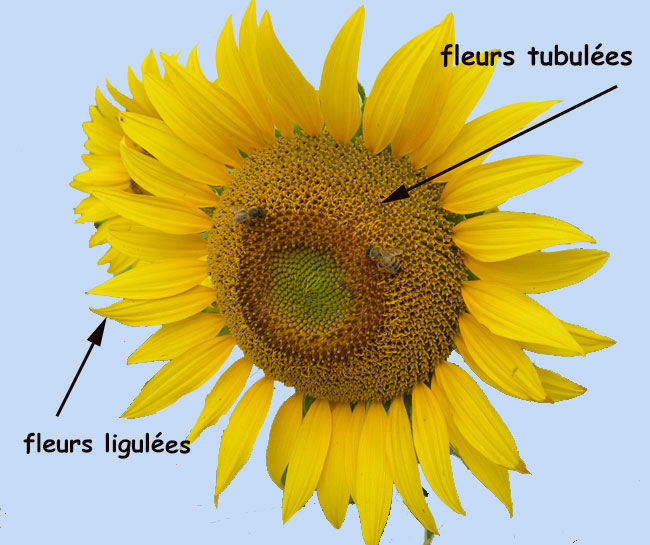 capitule d' Helianthus annuus