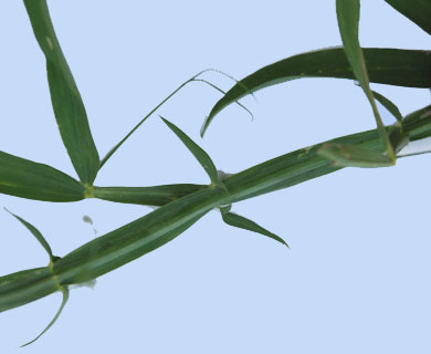 fleur de Lathyrus sylvestris