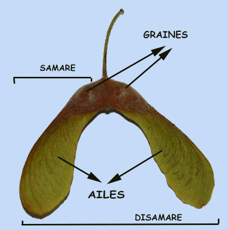feuille de Petasites fragrans
