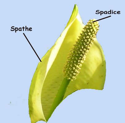 Lysichiton americanus