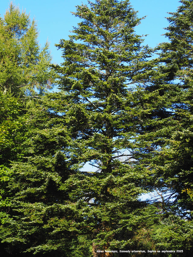 Abies homolepis