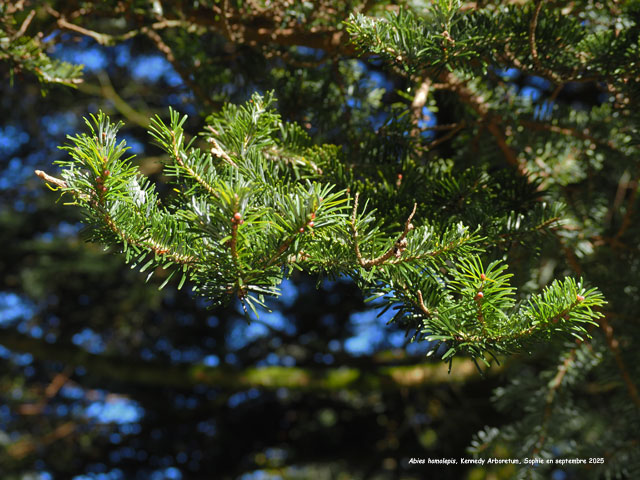 Abies homolepis
