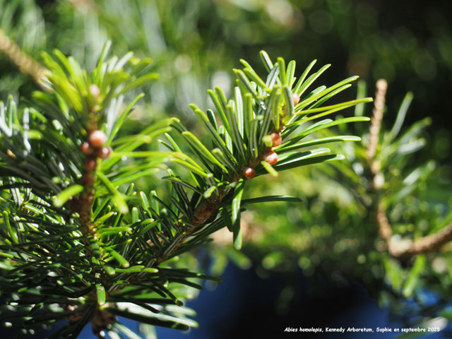 Abies homolepis