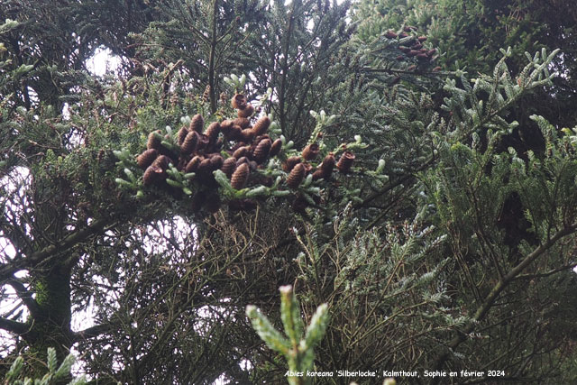 Abies koreana  Silberlocke'