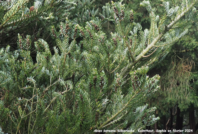 Abies koreana  Silberlocke'