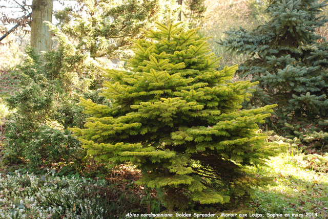 Abies nordmanniana subsp. nordmanniana 'Golden Spreader