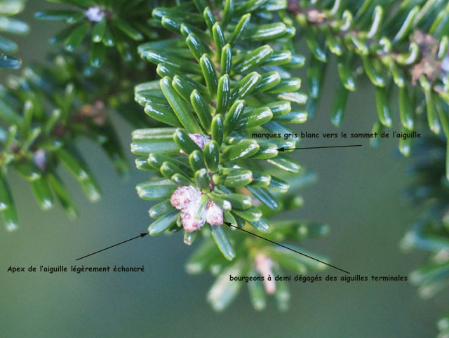 Abies numidica