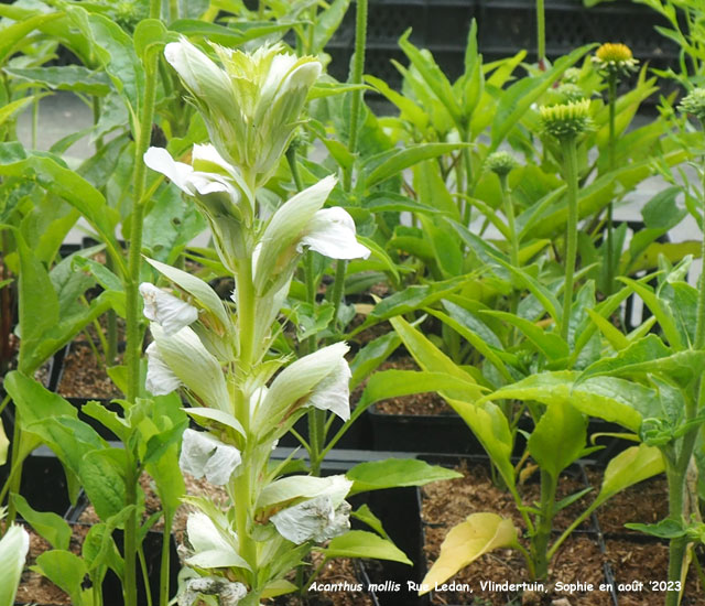 Acanthus mollis 'Rue Ledan'