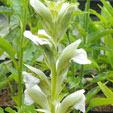 Acanthus mollis 'Rue Ledan'