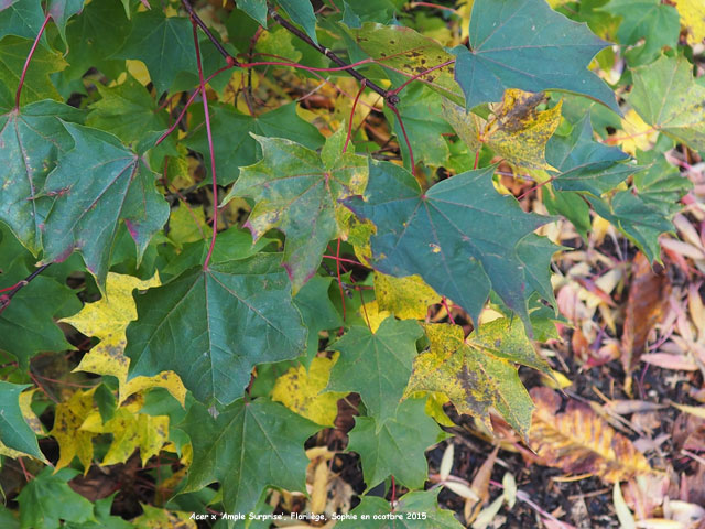 Acer 'Ample Surprise'