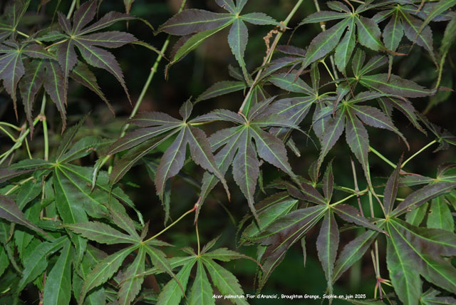 Acer palmatum 'Fior d'Arancio'
