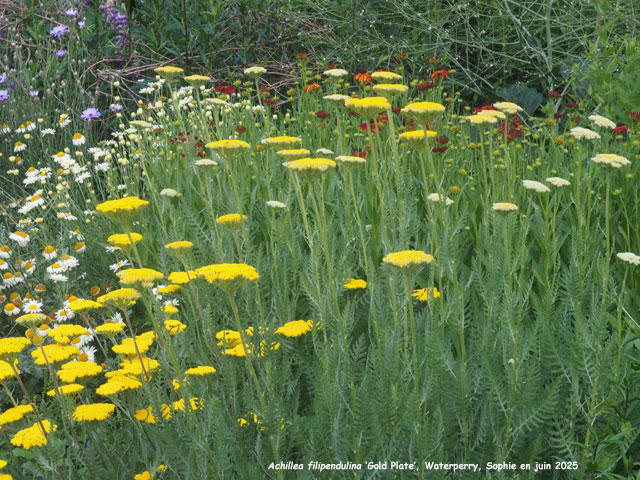 Achillea filipendulina 'Gold Plate'