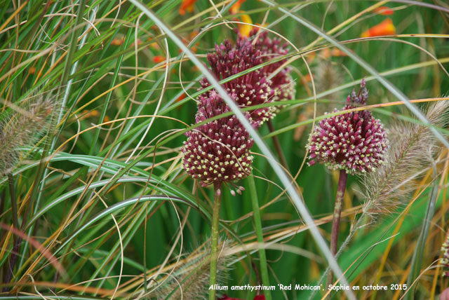 Allium amethystinum 'Red Mohican'