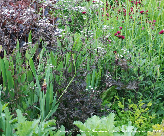 Anthriscus sylvestris 'Ravenswing'