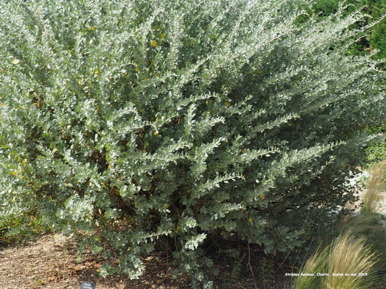 Azara serrata