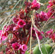 Bergenia 'Morgenrôte'