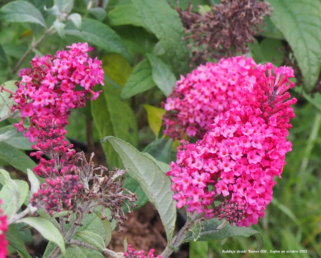 Buddleja davidii 'Botex 006'