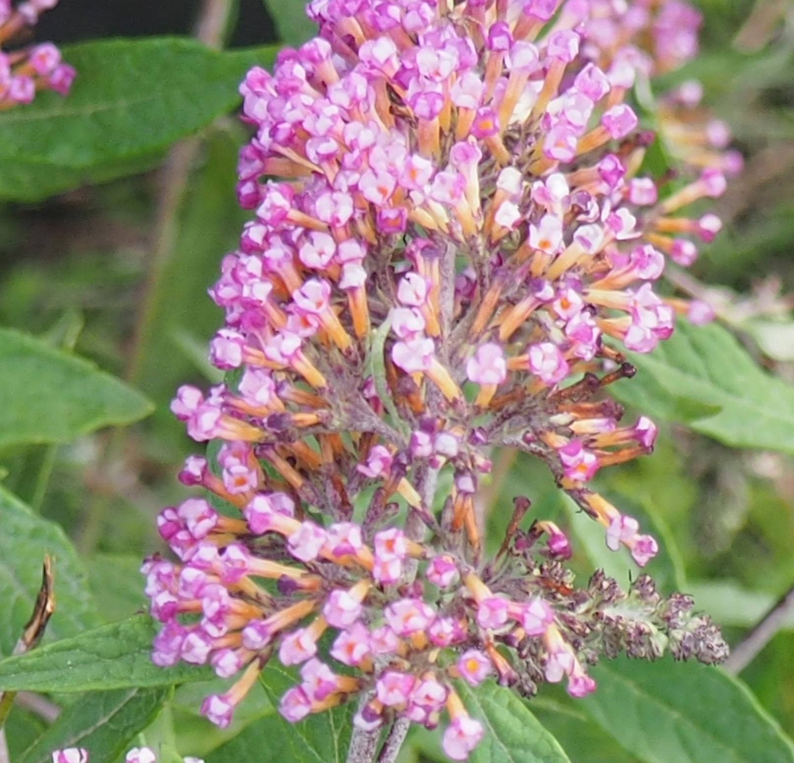 Buddleja davidii 'Tobudmagen'