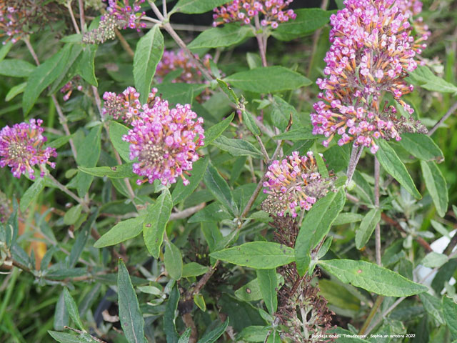 Buddleja davidii 'Tobudmagen'