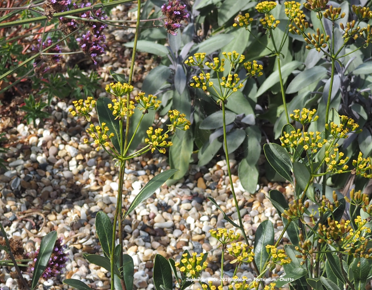 Bupleurum fruticosum
