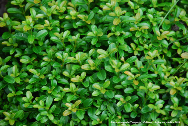 Buxus microphylla 'Compacta'