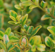 Buxus microphylla 'Golden Dream'