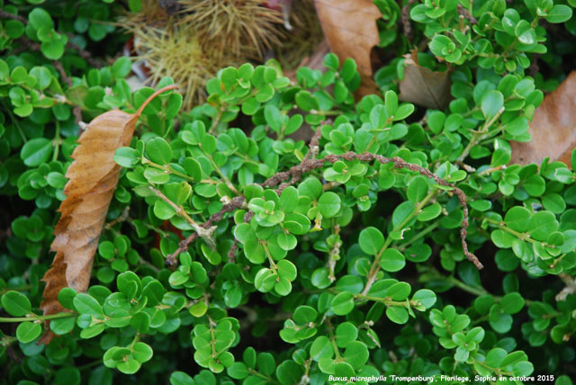 Buxus microphylla 'Trompenburg'