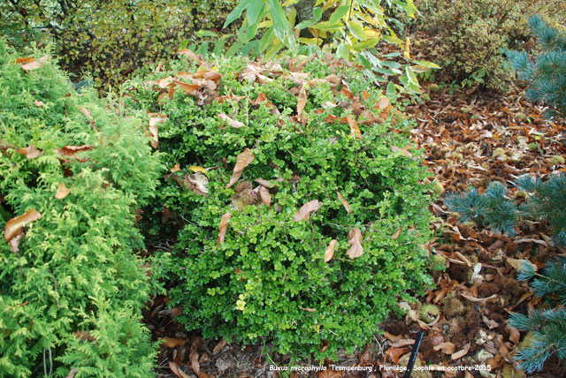 Buxus microphylla 'Trompenburg'